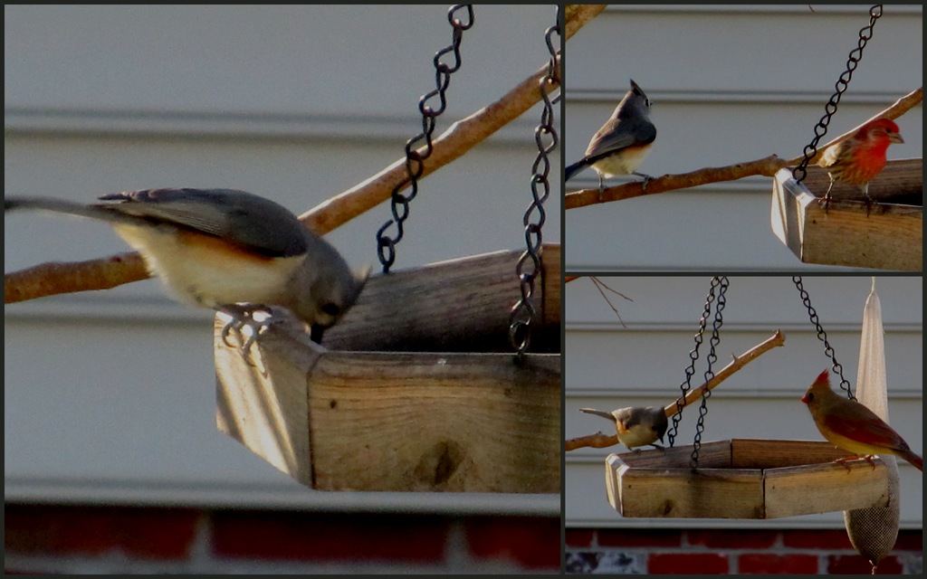 [tufted%2520titmouse%2520collage%255B9%255D.jpg]