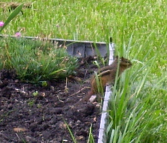 [chipmunk%255B4%255D.jpg]