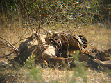South Africa - 167.JPG
