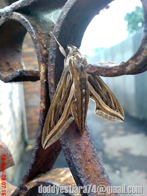 Ngengat Hippotion celerio atau Silver-striped Hawk-Moth / Vine Hawk-Moth 