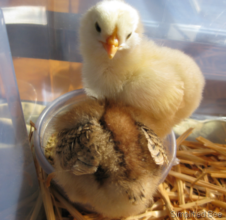 [baby%2520chicks%2520yellow%2520brown%255B9%255D.png]