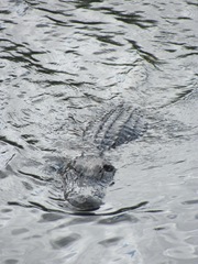 Florida 2013 alligator alley upclose gator swimming to me4