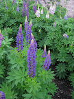Lupines!  As these spires of color swayed in the gentle breeze, I was overcome with immense joy.