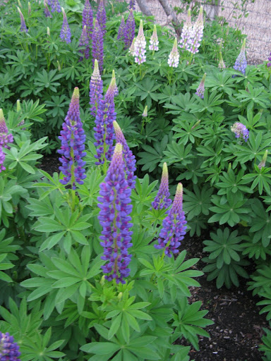 Lupines!  As these spires of color swayed in the gentle breeze, I was overcome with immense joy.