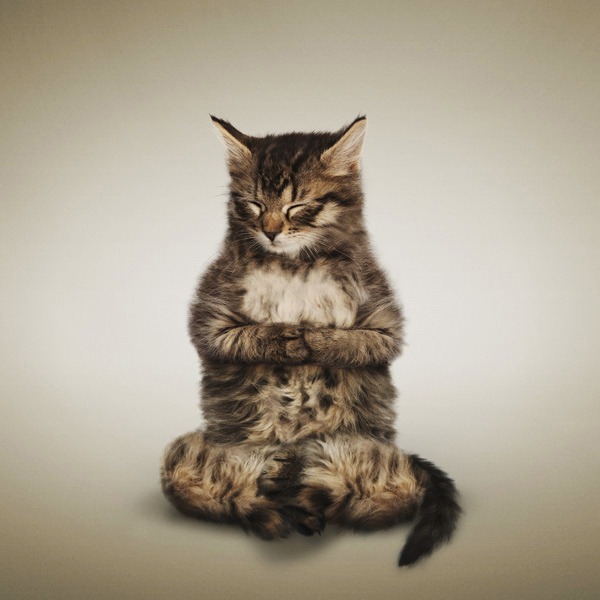 [yogacatslast%255B3%255D.jpg]