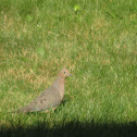 Mourning Dove