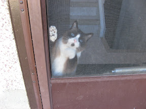 Bonus picture of our cat!