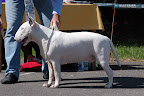 Alter Ego Bullworld Bull Of Diamond