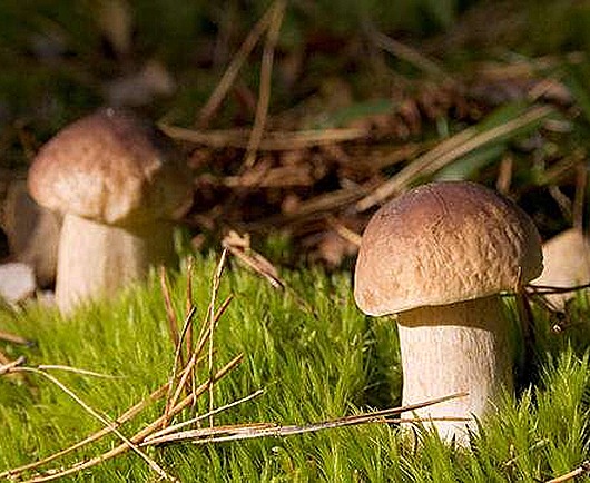 1233396269_1188906833mushroom_011 1233396269_1188906833mushroom_011