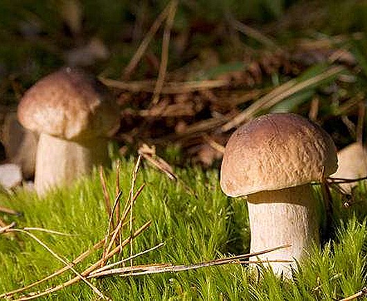 1233396269_1188906833mushroom_011