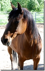 horses2011-25