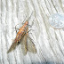 Salmonfly.dscn0965