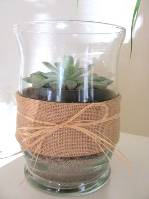 [Succulent%2520Plant%255B9%255D.jpg]