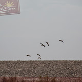 Aves migratórias - Lago perto do KOA! - Carlsbad, NM