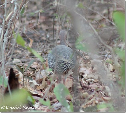 Crypturellus cinnamomeus (1) Crypturellus cinnamomeus (1)