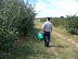 Picking Apples