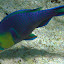 A Fish of Many Colors Feeding On The Coral - Oak Beach, Australia