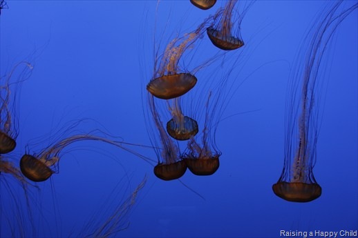 [July16_Jellyfish2.jpg]