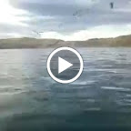 Seelöwe beim Fressen