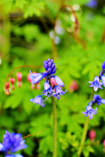 Garden 26.jpg Garden 26