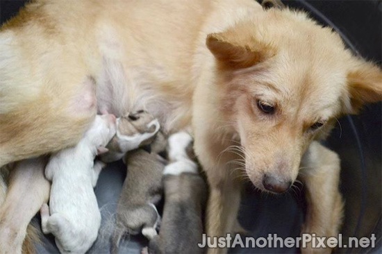 Choco with her puppies Choco with her puppies