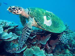 Turtle Turtle