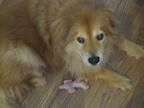 Sweet Mr. Teddy here is the house elder and is too wise to need others to keep himself entertained. This pink stuffed mouse will do just fine!