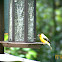 American Goldfinch