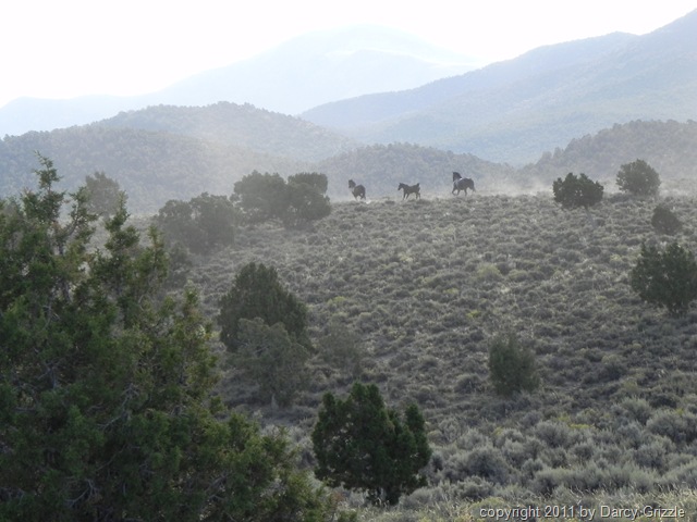 [blogpichorsesdashtofreedomDSCN918525.jpg]