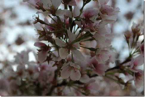 DSC_0045 DSC_0045