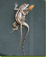 Brown Anoles Mating