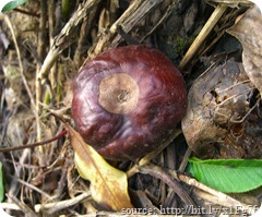 buckeye