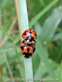 [ladybirdmating106.jpg]