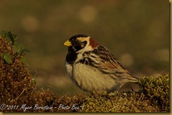 Lapland Longspur _ROT5658 NIKON D3S June 16, 2011