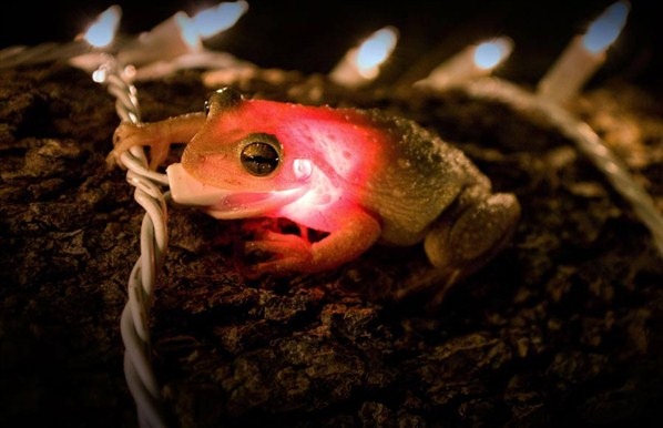 [Cute-Christmas-Creatures-33%255B2%255D.jpg]