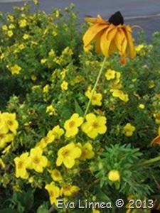 IMG_7528 IMG_7528