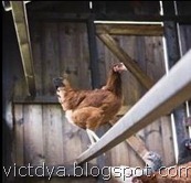 Вентиляция в курятнике Вентиляция в курятнике