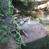 A crocodile at the Nashville Zoo 09032011b