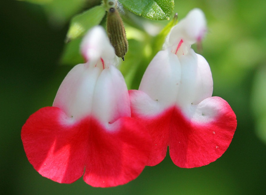 [110523_salvia_hot_lips_02%255B3%255D.jpg]