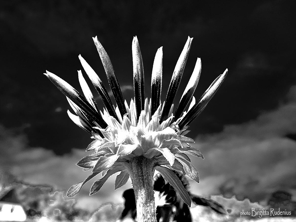 [bw_20120930_flowersky2%255B2%255D.jpg]