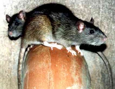 rats2