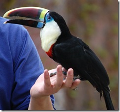 aviary2