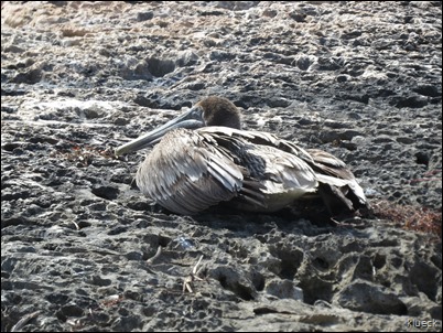 Sombrero Beach injured pelican