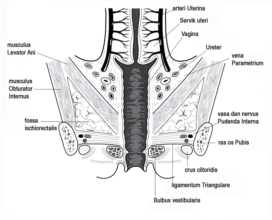 [Pelvic%2520Blood%2520Suply%2520copy%255B4%255D.jpg]