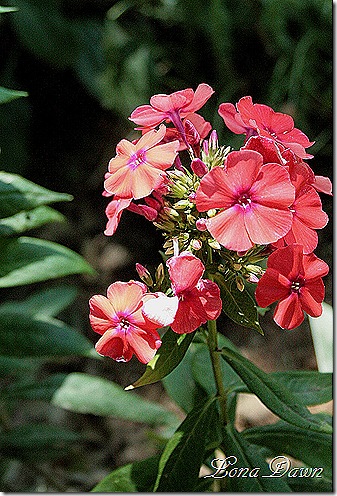 Orange_Perfection_Phlox