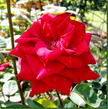 Rose GRAND MASTERPIECE Rose GRAND MASTERPIECE