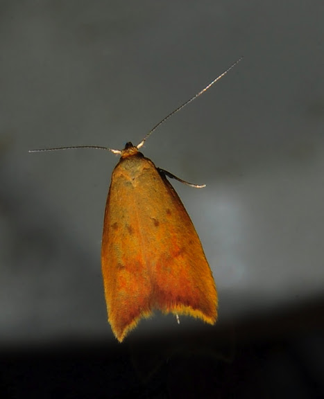 Hétérocères d'Australie - Oechophoridae : Oechophorinae : Tachystola acroxantha MEYRICK, 1885. Umina Beach (NSW, Australie), 4 octobre 2011. Photo : Barbara Kedzierski