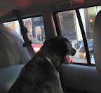 Ruby Wallace on her way home from Rocky Mountain Lab Rescue after being adopted, November 21, 2012.