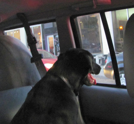 Ruby Wallace on her way home from Rocky Mountain Lab Rescue after being adopted, November 21, 2012.