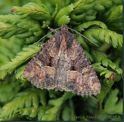 common-lesser-common-rustic-4 common-lesser-common-rustic-4